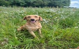 Labrador Retriever dogs for stud: ⭐️REGGIE⭐️ PROVEN KC REG WORKING LABRADOR STUD in Chelmsford - Image 11