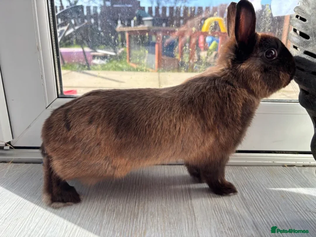 Netherland Dwarf rabbits for sale: Netherland dwarf rabbits - read to go!  - Advert 12