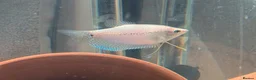 Other/Mixed Breed fish for sale: Various fish for sale  in Northolt - Advert 2