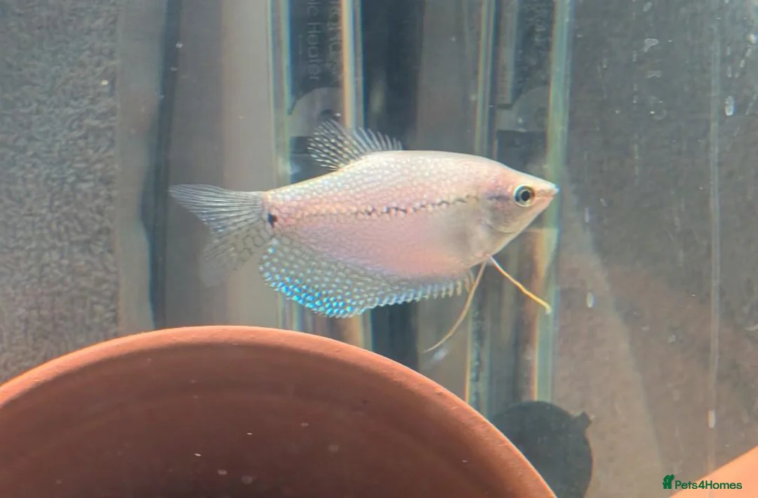 Other/Mixed Breed fish for sale: Various fish for sale  in Northolt - Advert 2