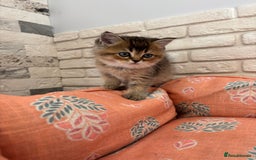 Scottish Fold cats for sale: Scottish fold pedigree kittens - Image 15