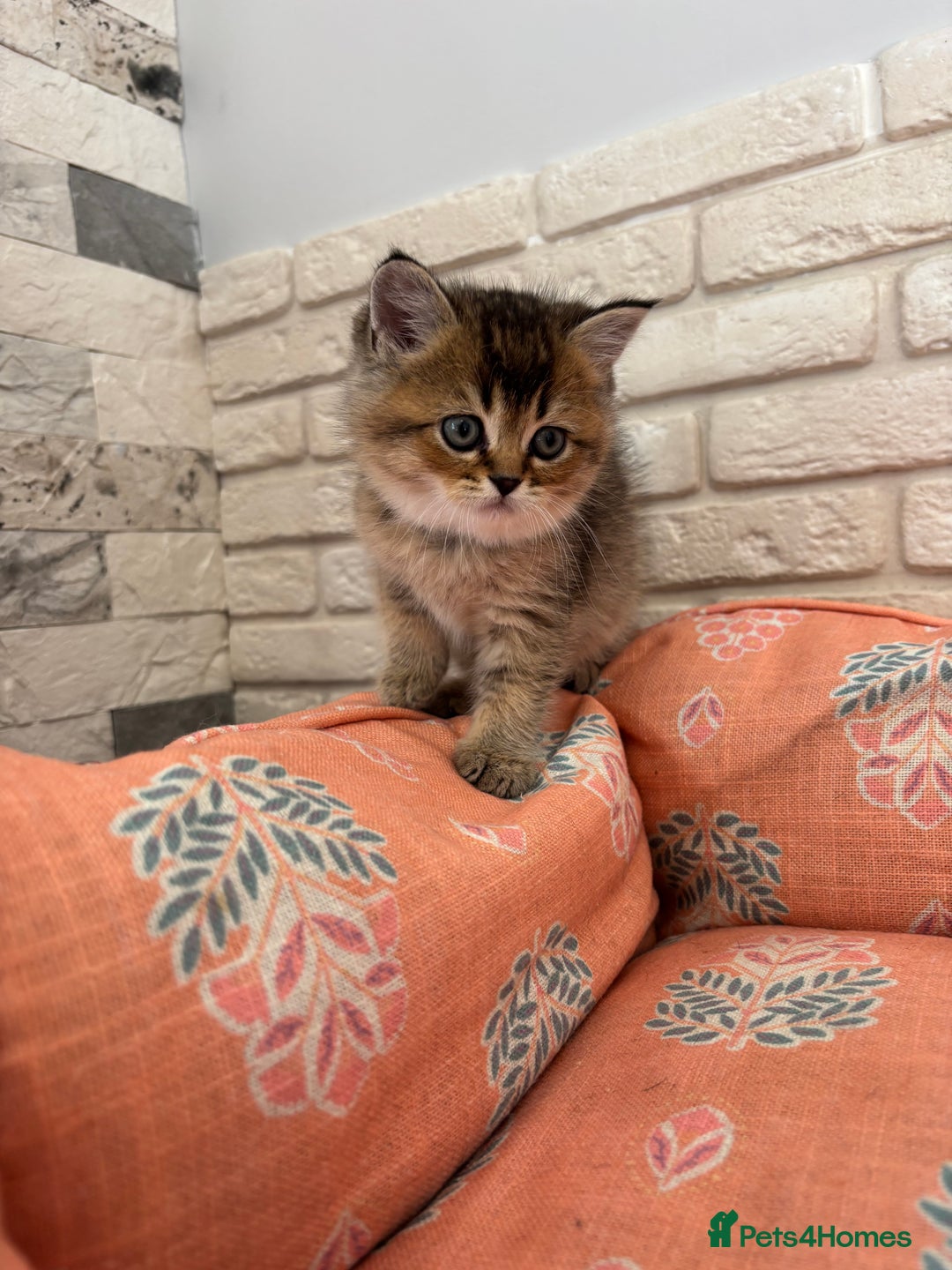Scottish Fold cats for sale: Scottish fold pedigree kittens - Image 15