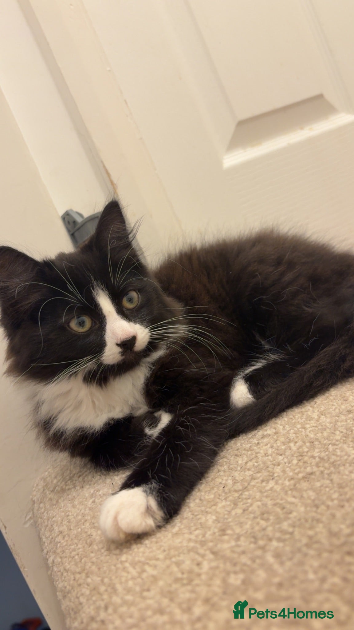 Mixed Breed cats 10 week old kittens  - Advert 17