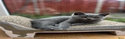 British Shorthair cats for sale: ✨BSH GCCF registered girl ready to leave🏡✨ in Twickenham - Advert 3