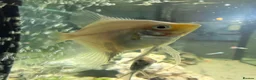 Angelfish fish for sale: 2 good sized angelfish  in Wallsend - Advert 2