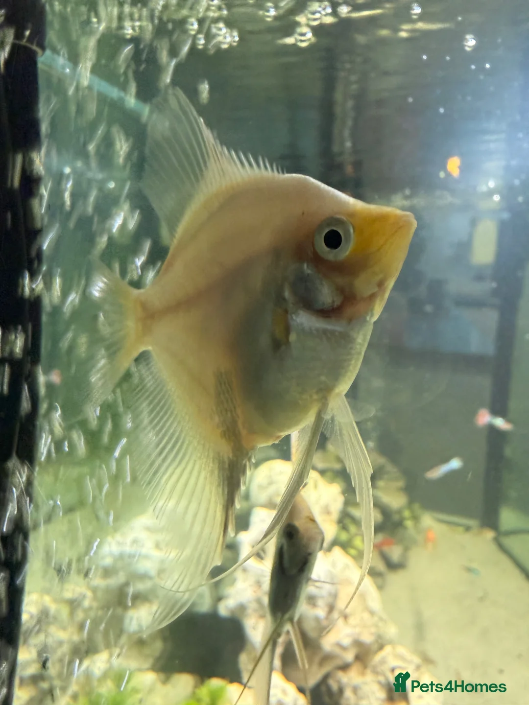 Angelfish fish for sale: 2 good sized angelfish  in Wallsend - Advert 2