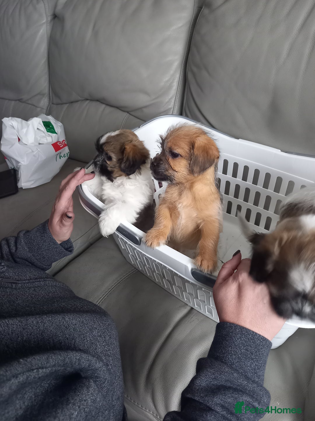 Mixed Breed dogs for sale: Shih tzu cross Jack Russell - Image 7