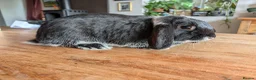Mixed Breed rabbits for sale: Black Lop Looking for Loving Home  in Bishops Castle - Advert 2