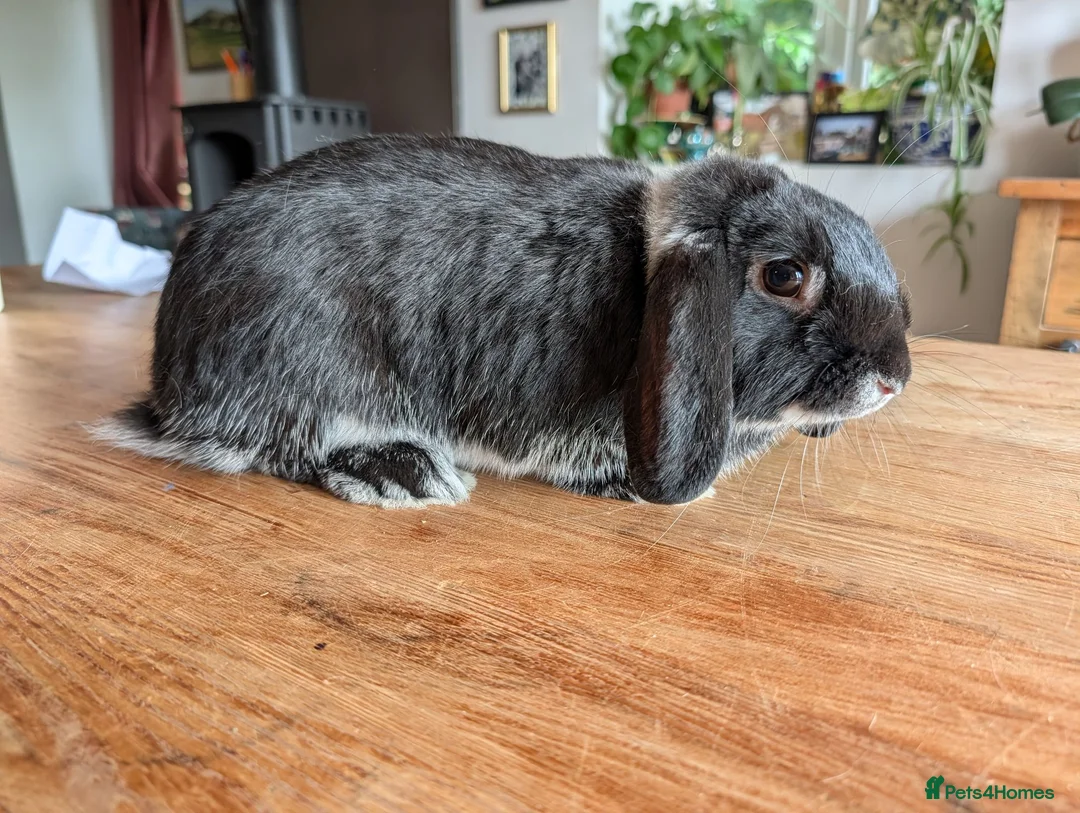 Mixed Breed rabbits for sale: Black Lop Looking for Loving Home  in Bishops Castle - Advert 2