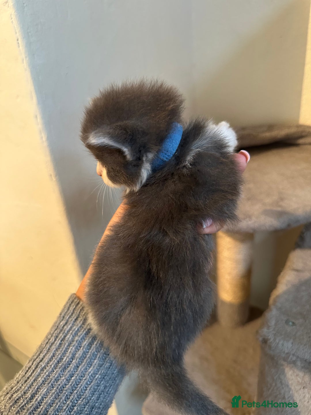 Ragdoll cats for sale: 7 ragdol mix kittens for sale - Image 6