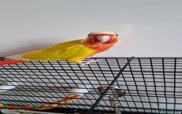 Conures birds for sale: Beautiful fully hand reared conure baby's  - Image 6