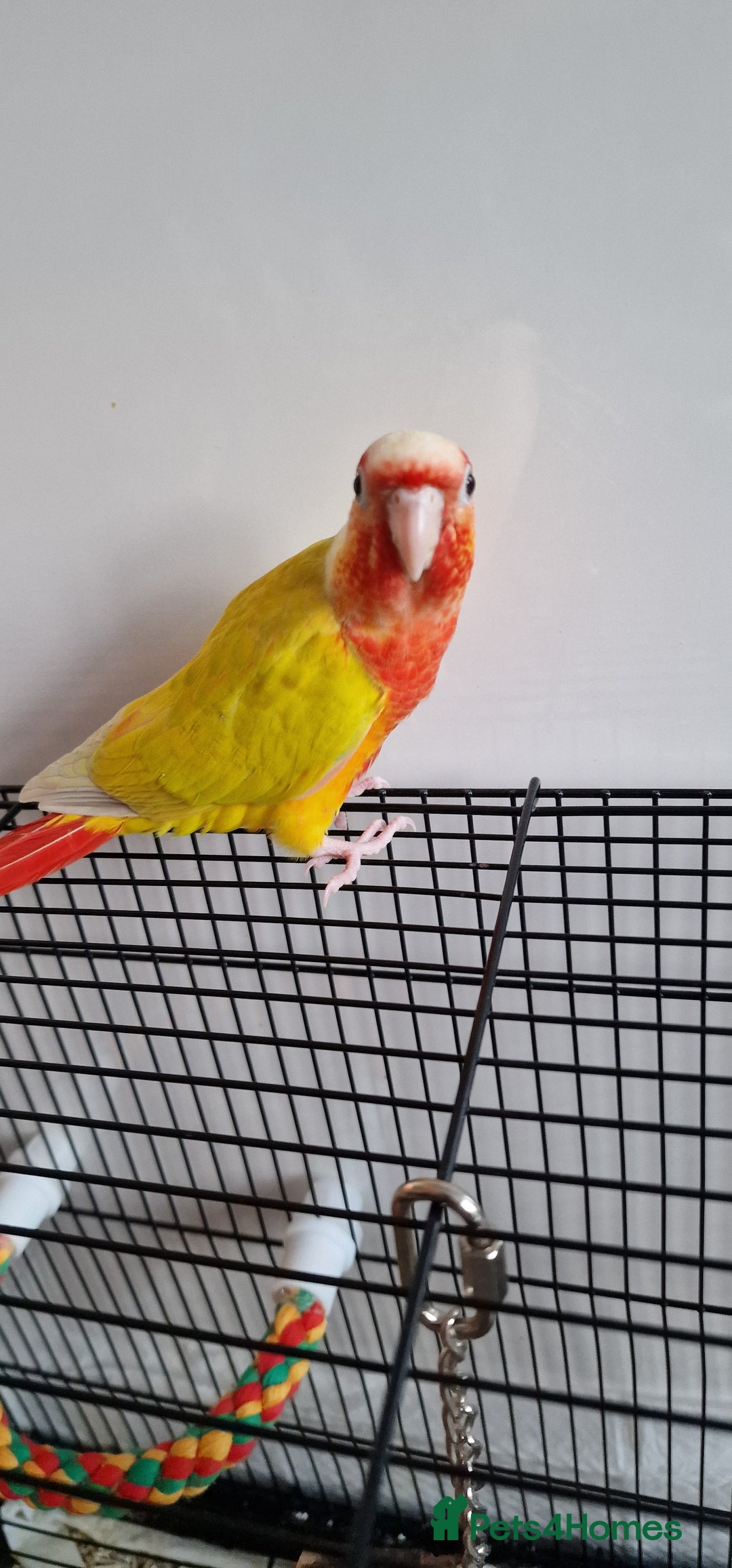 Conures birds for sale: Beautiful fully hand reared conure baby's  - Image 6