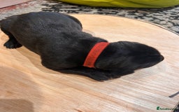 Mixed Breed dogs for sale: Weimaraner x vizsla x GSP only Black left  - Image 12