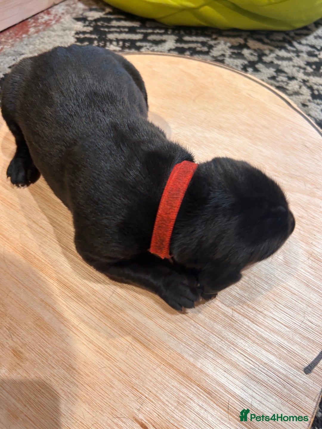 Mixed Breed dogs for sale: Weimaraner x vizsla x GSP only Black left  - Image 12