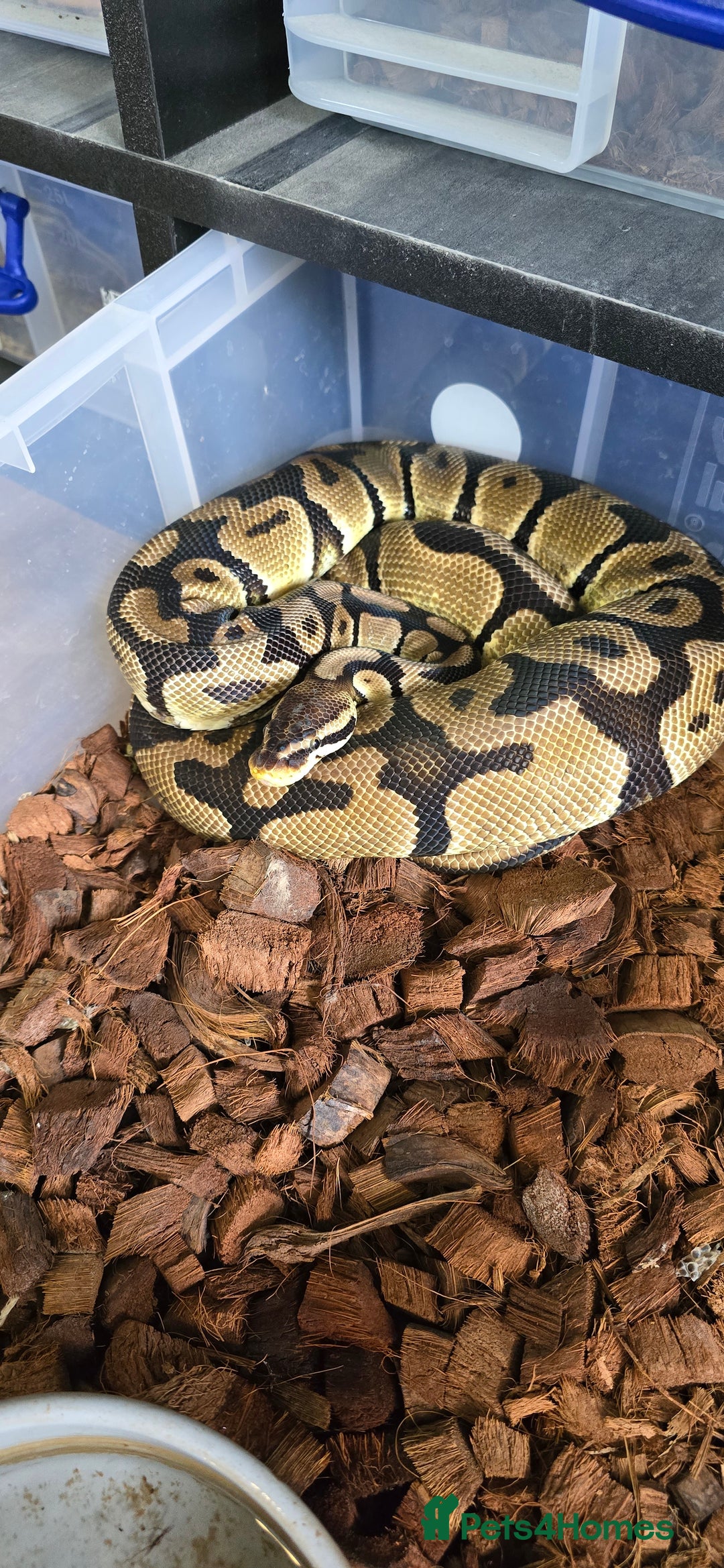 Snake reptiles for sale: Various royals pythons - Image 5