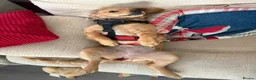 Cockapoo dogs for sale: Beautiful Female Cockapoo Puppy  - Advert 8