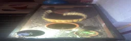 Turtle reptiles for sale: 3 Year old Russian turtle (horsfeild turtle) - Advert 6