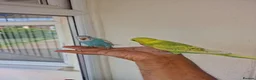 Budgerigars birds for sale: Super hand tamed baby budgies  - Advert 22