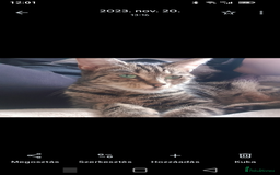 Mixed Breed cats for sale: Cute tabby kittens - Advert 1