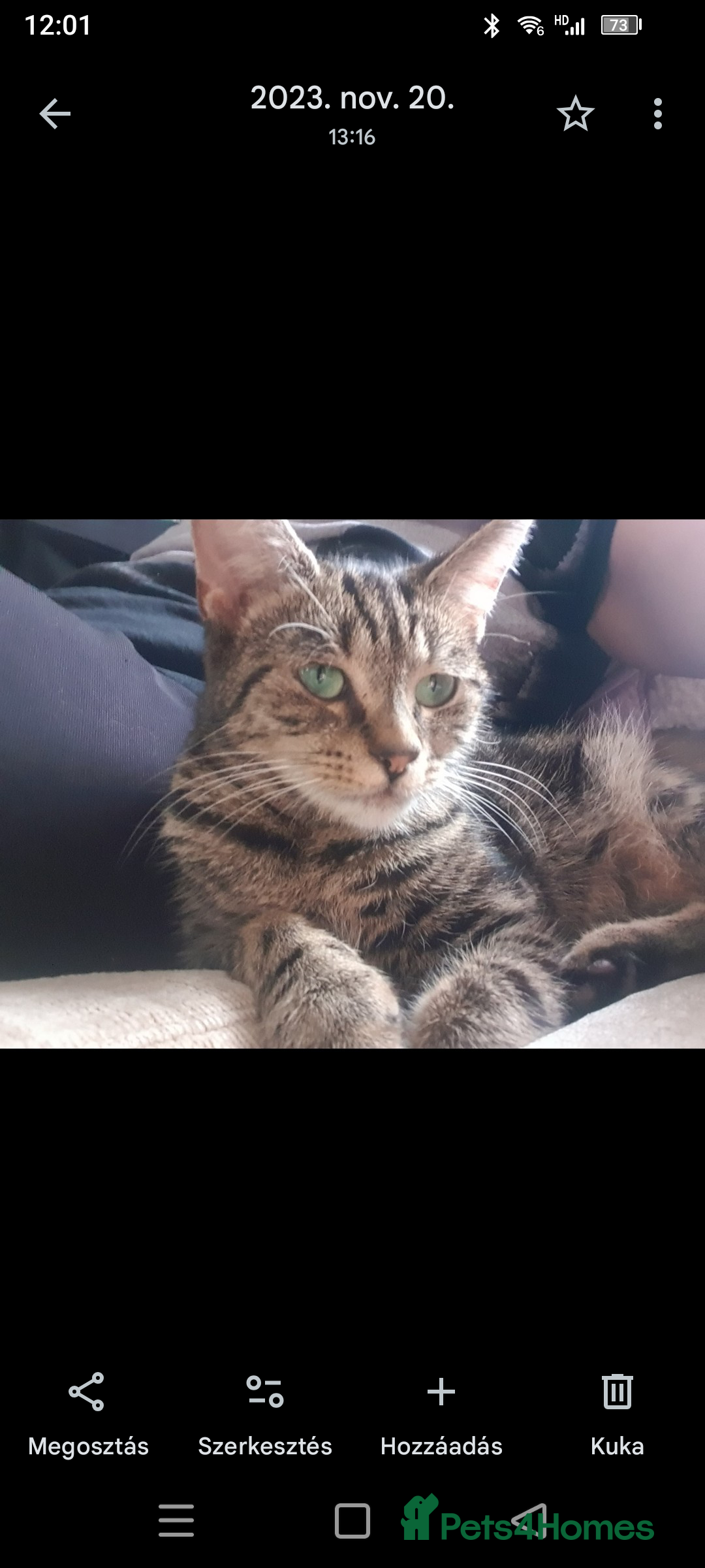 Mixed Breed cats for sale: Cute tabby kittens - Advert 1