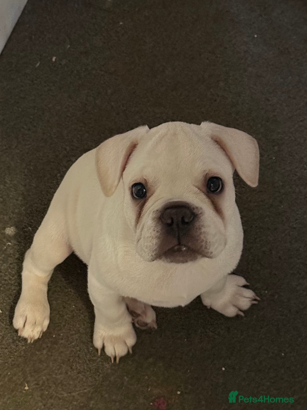 French Bulldog dogs for sale: French bulldog pups ❤️ - Advert 8