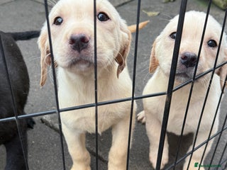 Labrador Retriever dogs 1 BLACK GIRL LEFT!! INCREDIBLY BRED KC REG LABS - Advert 5