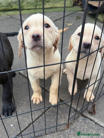 Labrador Retriever dogs - Advert 8