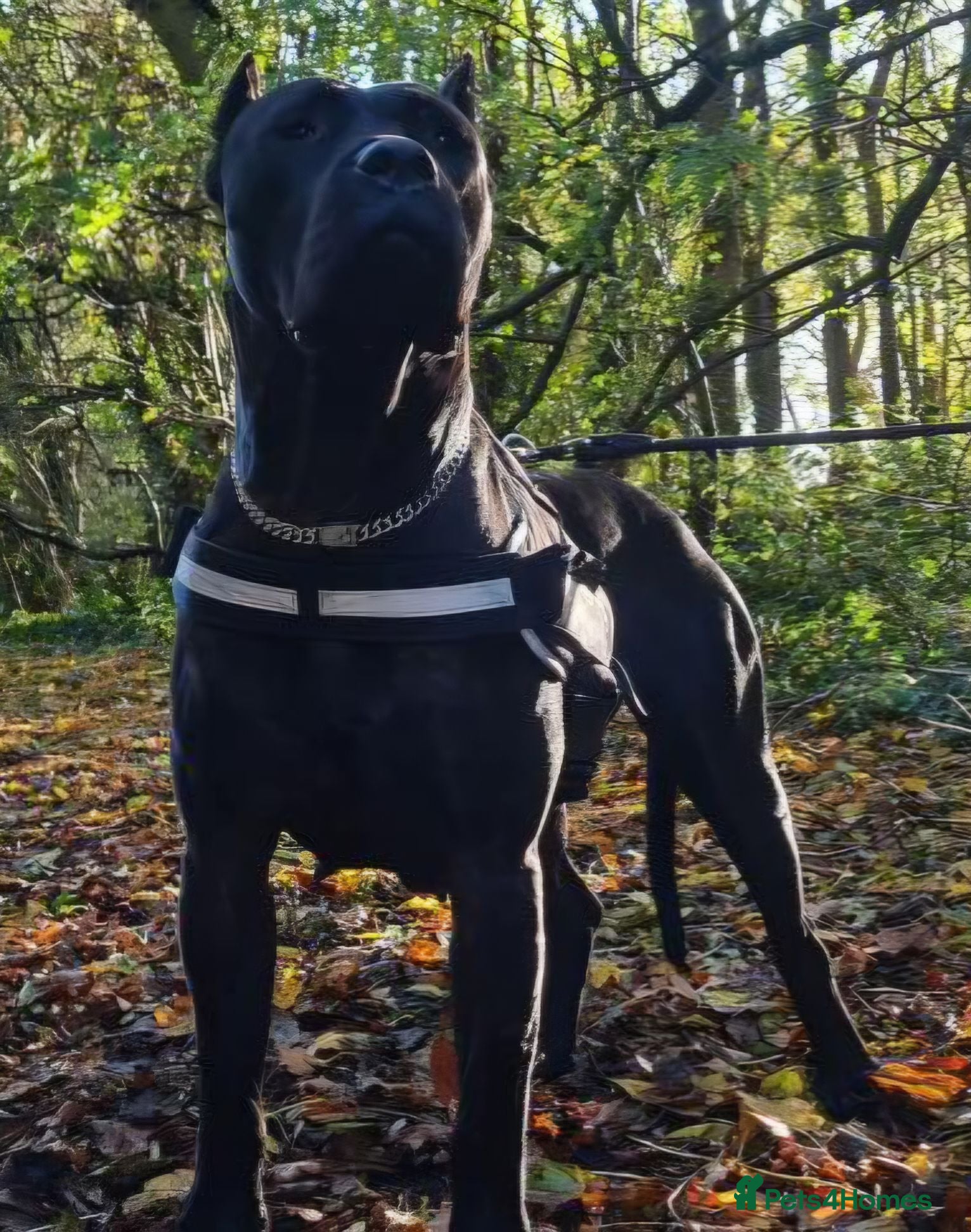 Presa Canario dogs Presa Canario Puppies ♥️ - Advert 14
