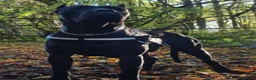 Presa Canario dogs for sale: Presa Canario Puppies ♥️ - Advert 1