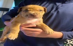 Mixed Breed dogs for sale: American bull staffy cross cross presa canario - Image 4