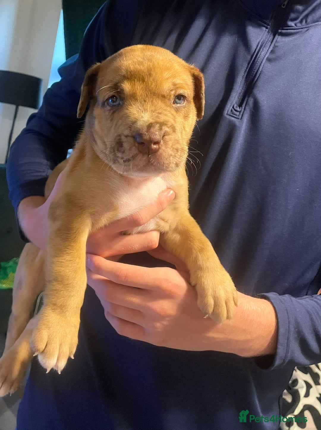 Mixed Breed dogs for sale: American bull staffy cross cross presa canario - Image 4