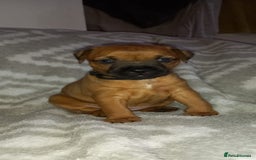 Patterdale Terrier dogs for sale: PATTERDALE TERRIER SMOOTH HAIRED MOTHER  - Image 1