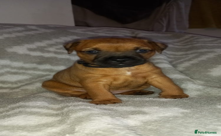Patterdale Terrier dogs - Advert 1