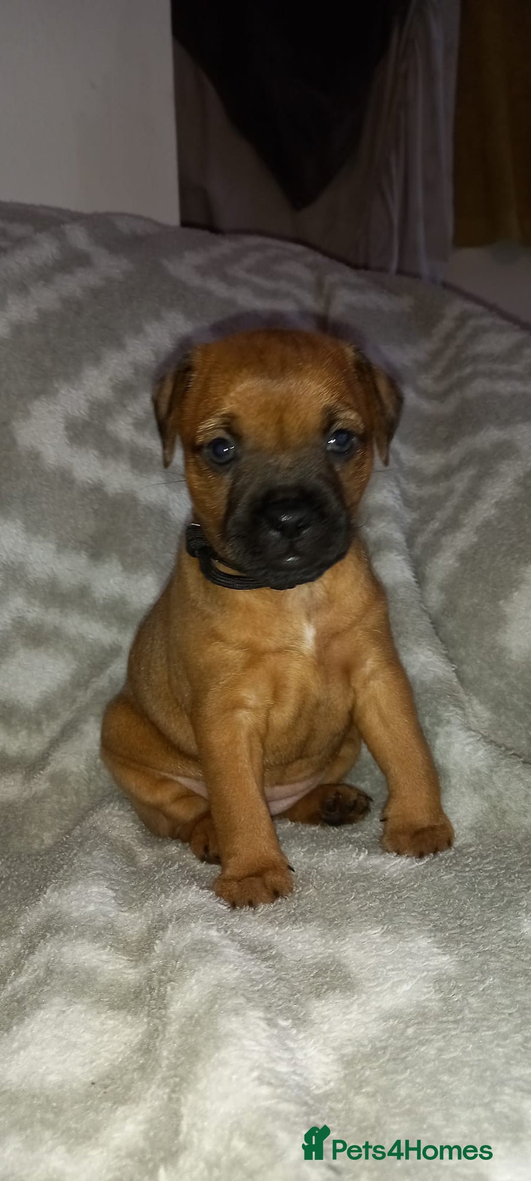 Patterdale Terrier dogs for sale: PATTERDALE TERRIER SMOOTH HAIRED MOTHER  - Image 1