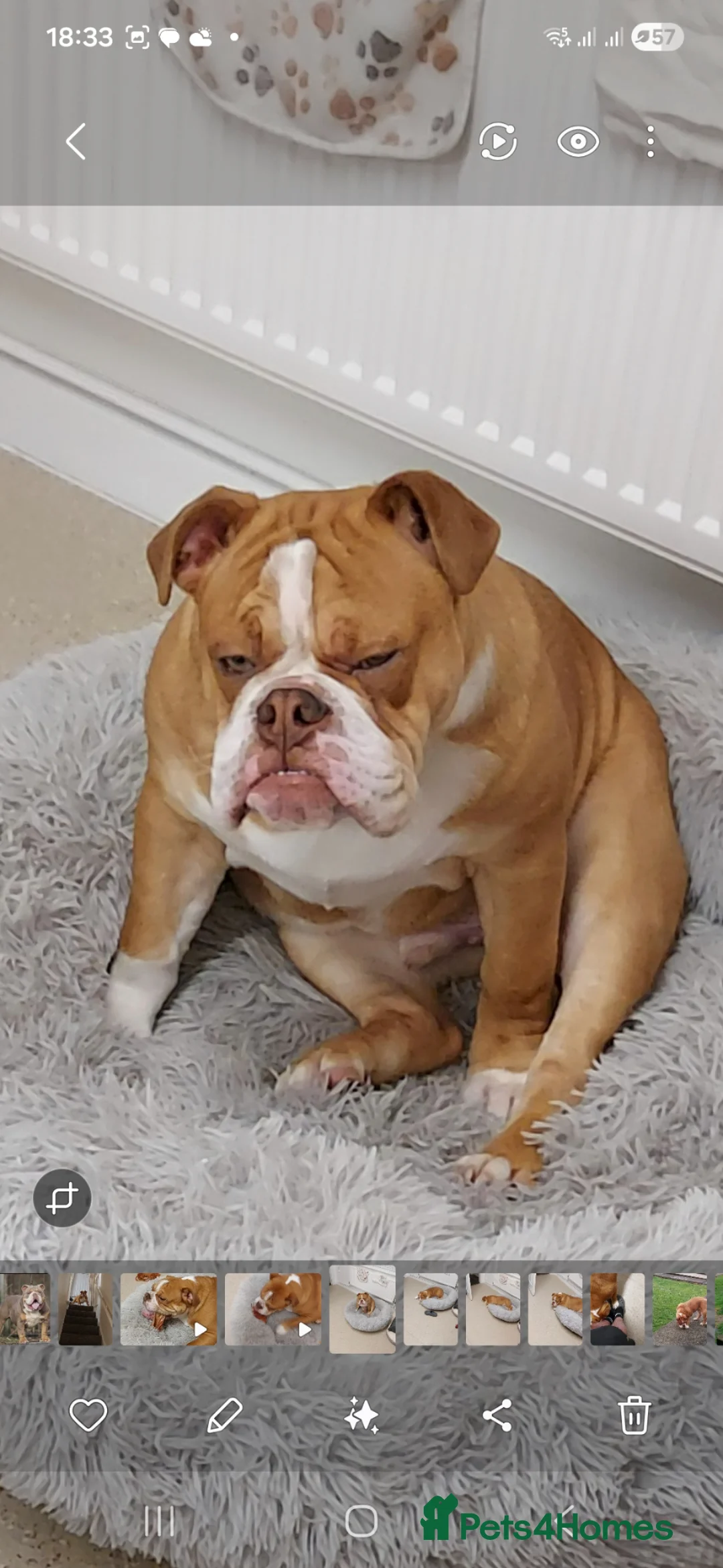 Olde English Bulldogge dogs for stud: Olde English bulldogge for stud - Advert 4