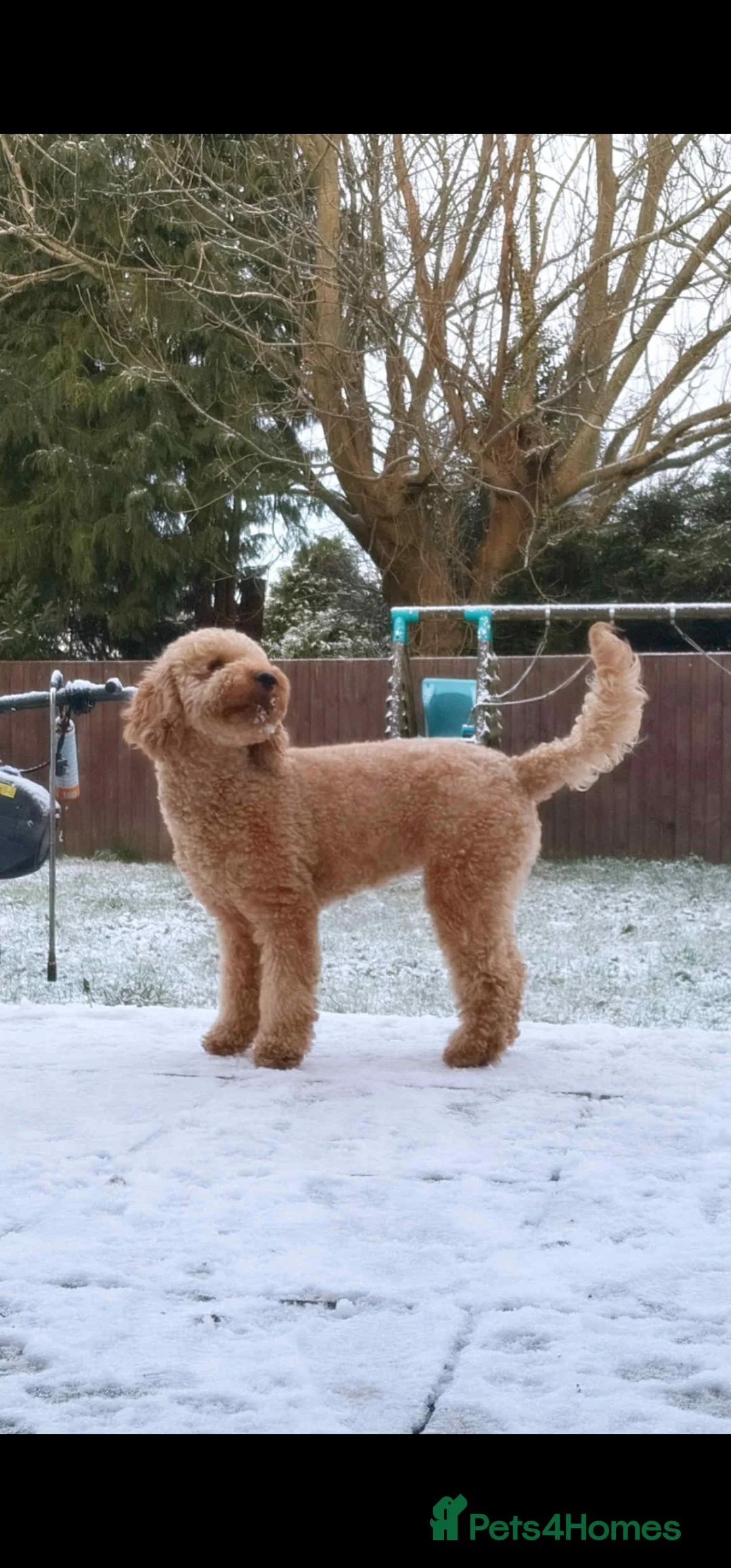 Cavapoo dogs for sale: Beautiful Female Cavapoo - Advert 2