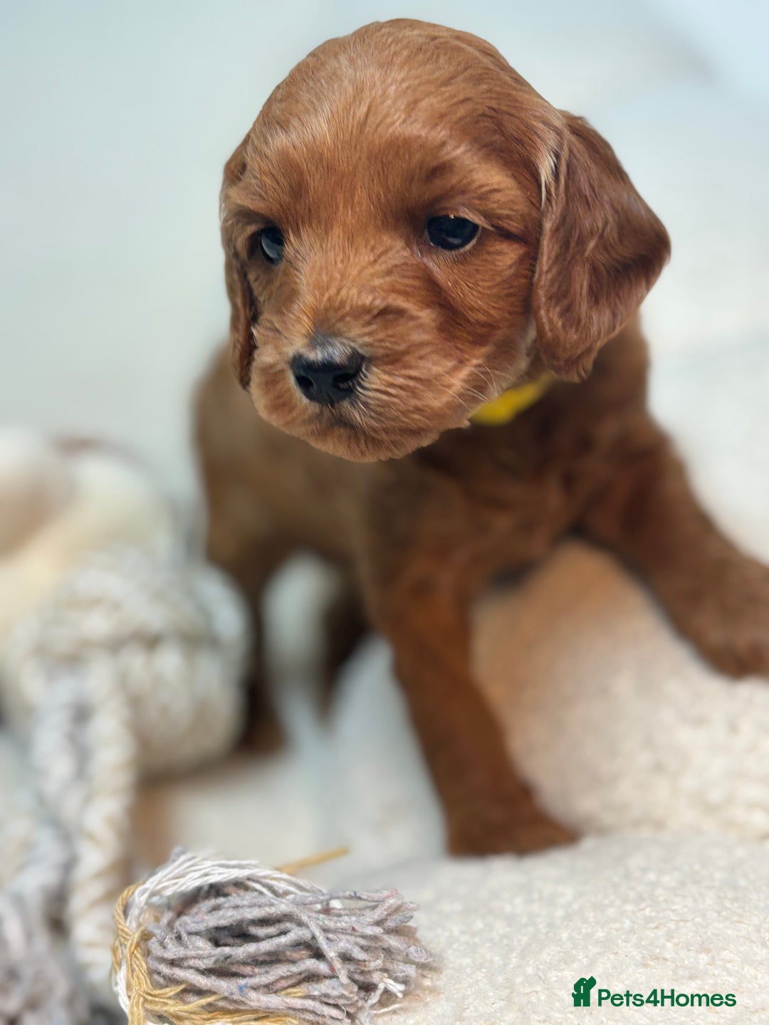 Goldendoodle dogs for sale: Red MINI Goldendoodle Puppies Hypoallergenic & DNA - Advert 3