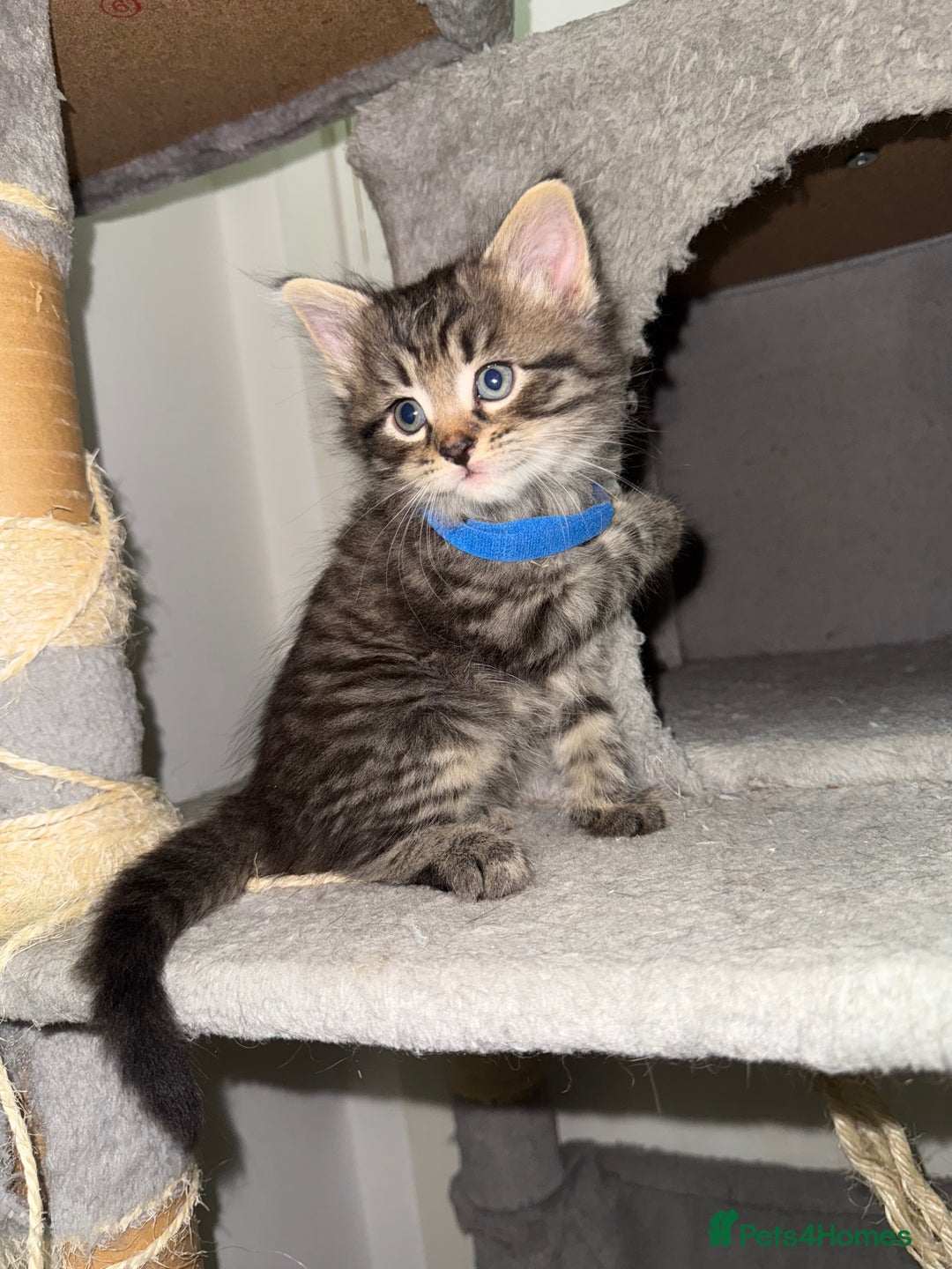 Mixed Breed cats for sale: Beautiful Kittens for sale!  - Image 13