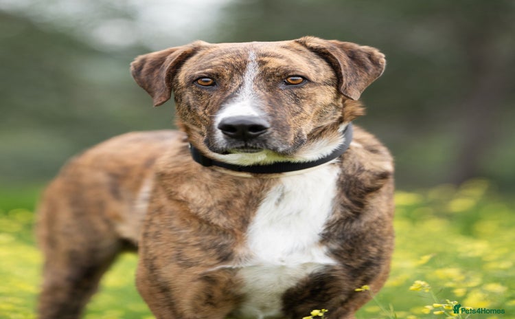 Mixed Breed dogs - Advert 3