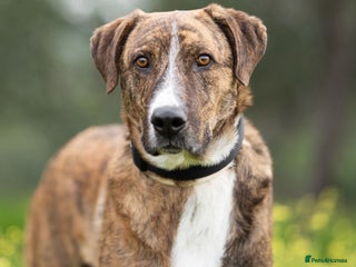 Mixed Breed dogs Sweet Rex needs a warm home for Winter โ๏ธ - Advert 4