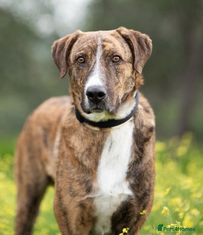 Mixed Breed dogs Sweet Rex needs a warm home for Winter ❄️ - Advert 12