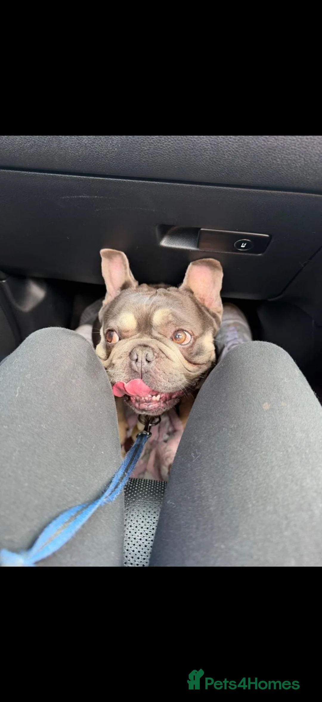 French Bulldog dogs for sale: Sunny  in Newcastle upon Tyne - Advert 2