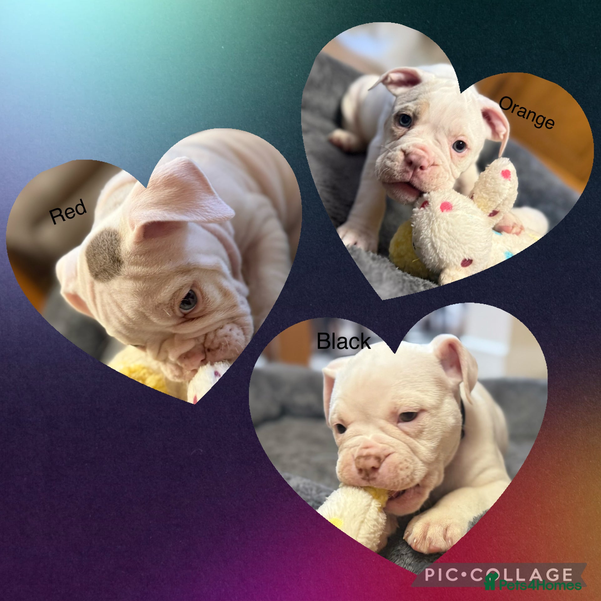 Olde English Bulldogge dogs 3 Olde English Bulldogge NEBBR registered puppies - Advert 2