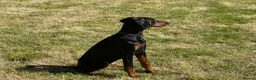Dobermann dogs for sale: Female Doberman 6 months old in Sturminster Newton - Advert 7