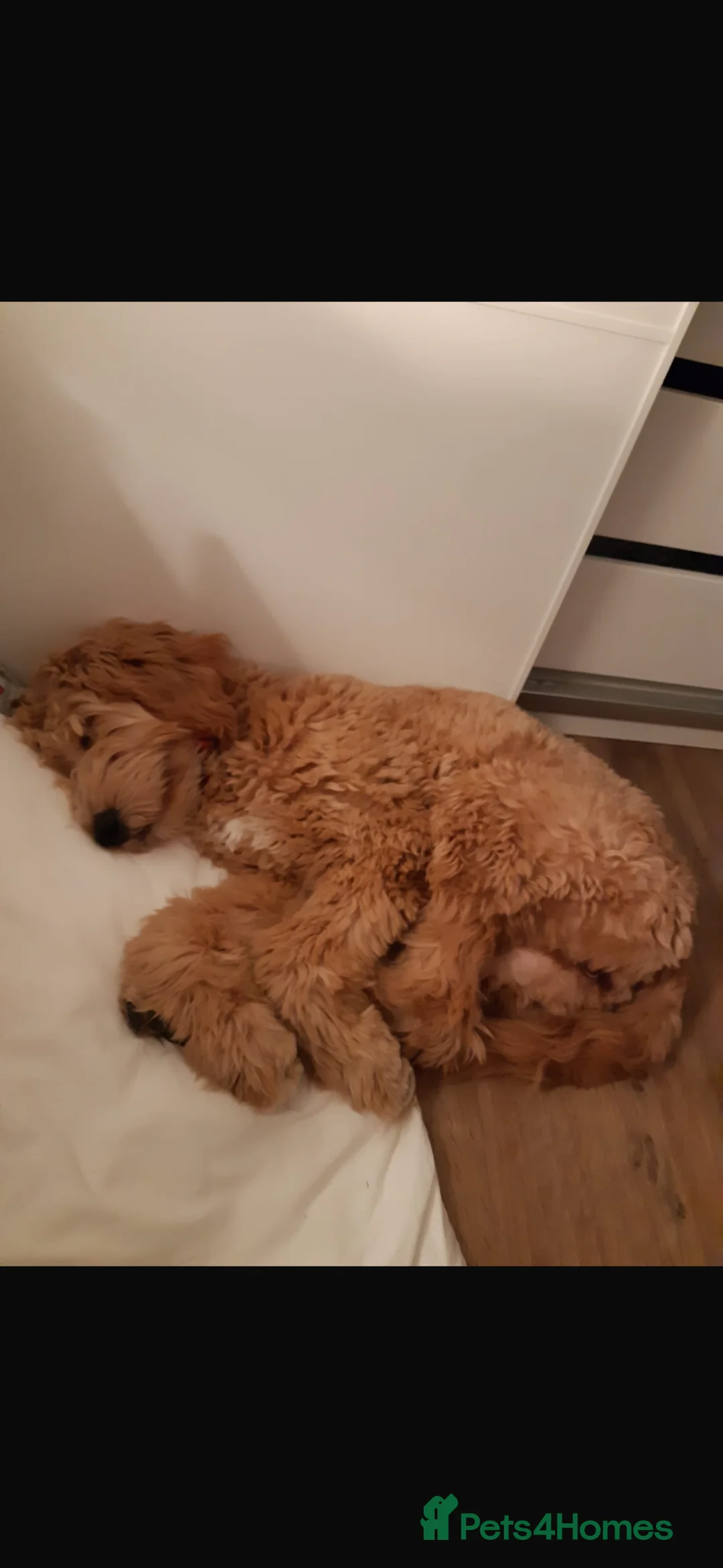 Mixed Breed dogs for sale: Stunning tuxedo Goldendoodle/Australian doodle  - Advert 6