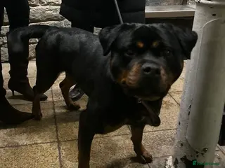 Rottweiler dogs Rottweiler to rehome - Advert 1