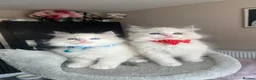 Ragdoll cats for sale: Registered Ragdoll kittens for sale - Advert 18