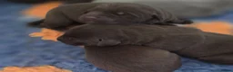 Labrador Retriever dogs for sale: Stunning silver and chocolate  - Advert 6
