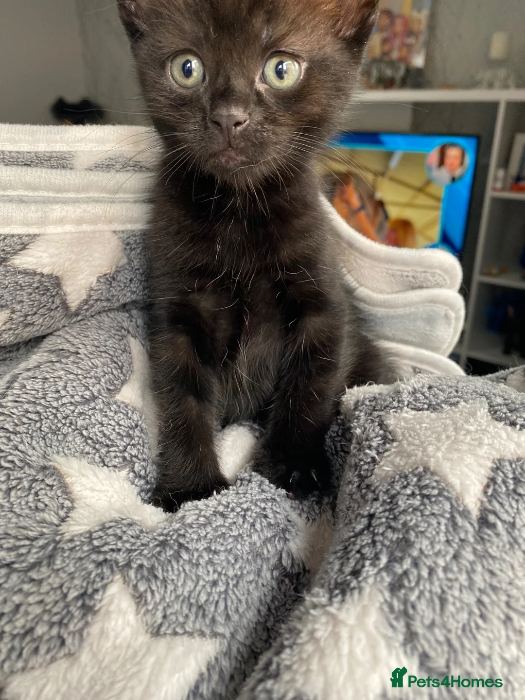 Mixed Breed cats for sale: 2 beautiful boys  in Cambridge - Advert 11