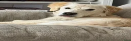 Golden Retriever dogs for sale: 7 month old Golden retriever  in Derby - Advert 4